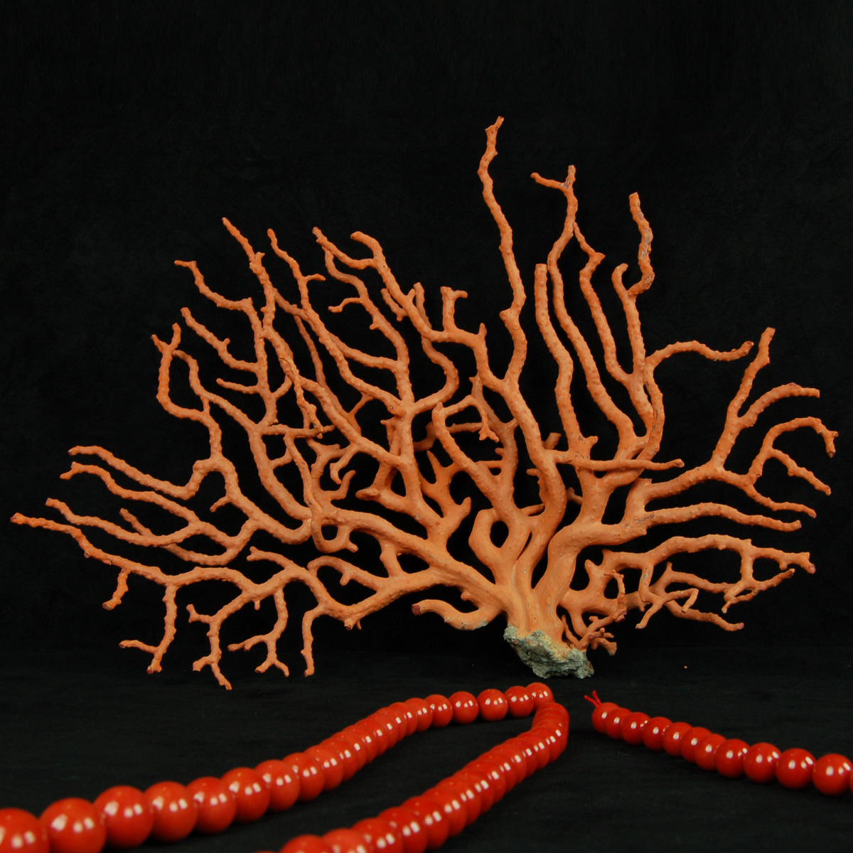 ramo corallo
